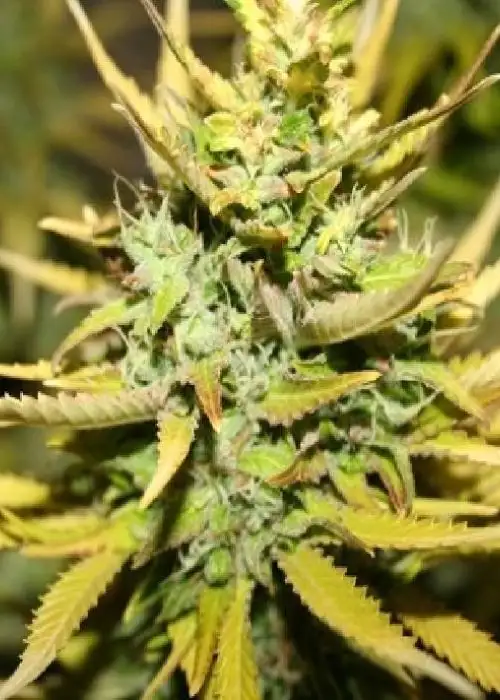 Smog by 710 Genetics, Photoperiod cannabis strain