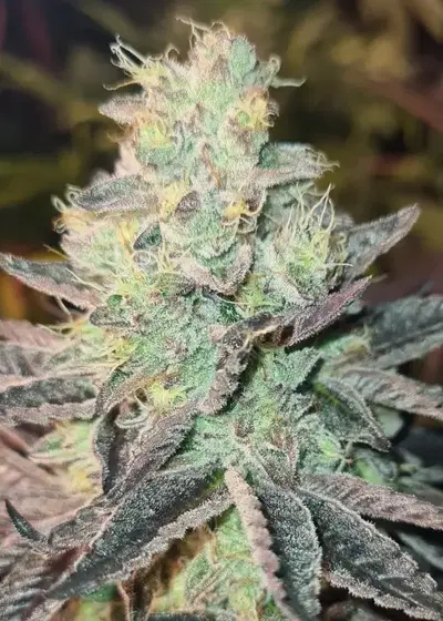 Smogg by Bask Triangle Farms, Photoperiod cannabis strain