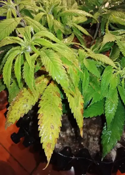 Smooth Smoke by Tropical Seeds Company, Photoperiod cannabis strain