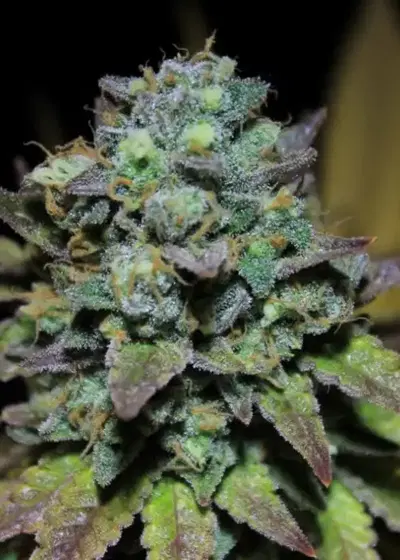 Smoothie by Pure Instinto, Photoperiod cannabis strain