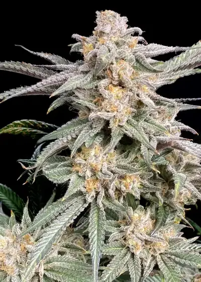 Snoop's Punch by Elev8 Seeds, Photoperiod cannabis strain