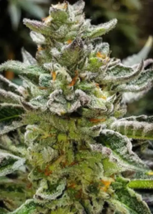 Snow Fire OG by Relentless Genetics, Photoperiod cannabis strain
