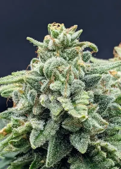 Snow-G Auto by Twenty20, Autoflower cannabis strain