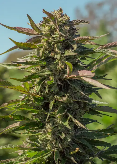 Snow Panda by Atlas Seed, Photoperiod cannabis strain