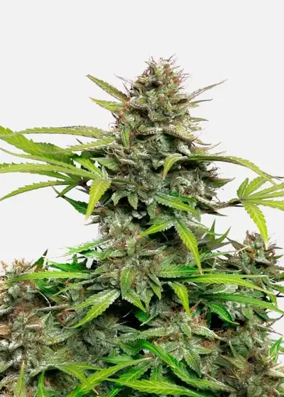 Snow Queen Auto by Copenhagen Seed Company, Autoflower cannabis strain