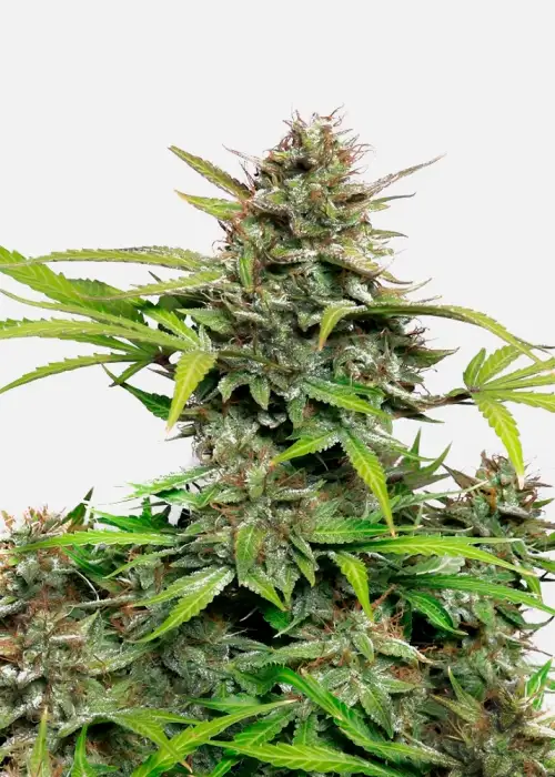 Snow Queen Auto by Copenhagen Seed Company, Autoflower cannabis strain
