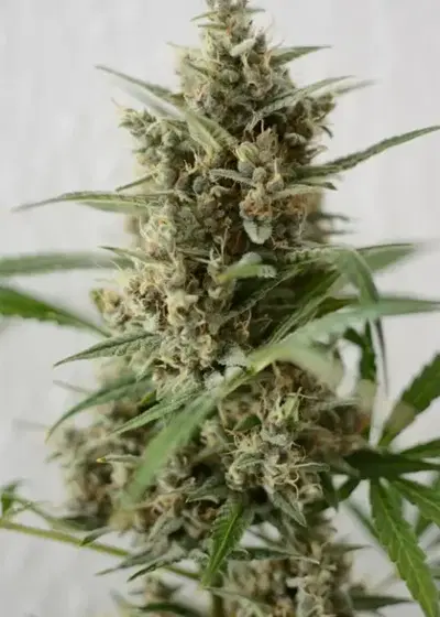 Snow Queen Automatic by Zenseeds, Autoflower cannabis strain