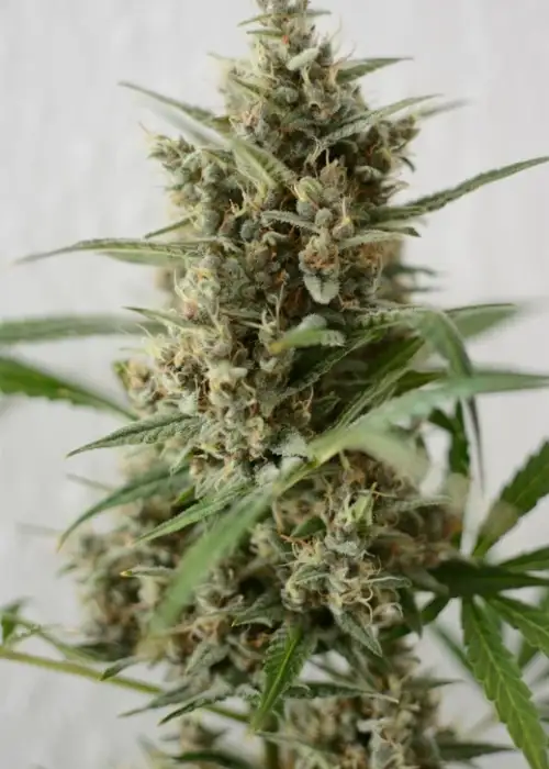 Snow Queen Automatic by Zenseeds, Autoflower cannabis strain