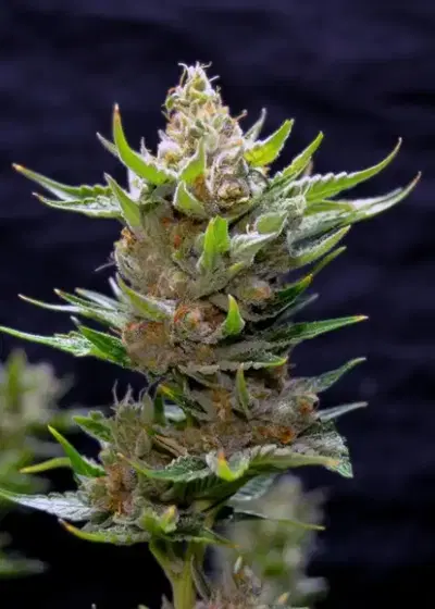 Snow Ripper by Green Bud Seeds, Photoperiod cannabis strain