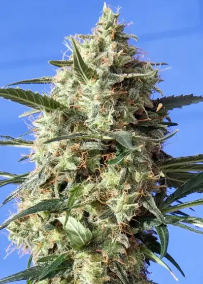 Snow White by Nirvana, Photoperiod cannabis strain