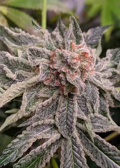 Snowcaine by Twenty20, Photoperiod cannabis strain