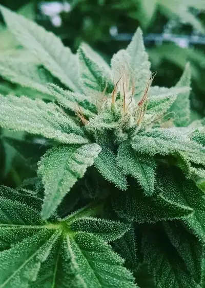 Snowcap by Grand Daddy Purp, Photoperiod cannabis strain