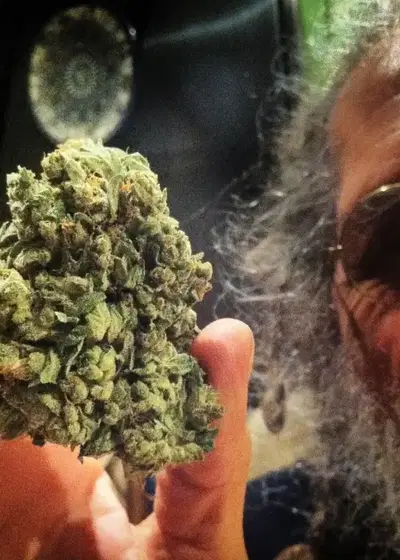 So G Kush by Soma Seeds, Photoperiod cannabis strain