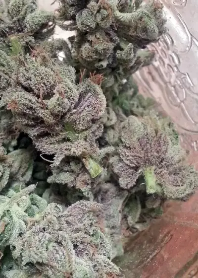 SoCal Master Kush by BC Bud Depot, Photoperiod cannabis strain