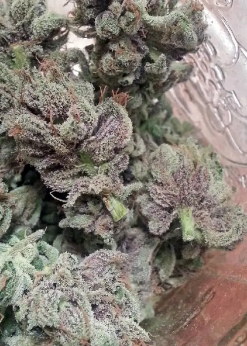 SoCal Master Kush by BC Bud Depot, Photoperiod cannabis strain