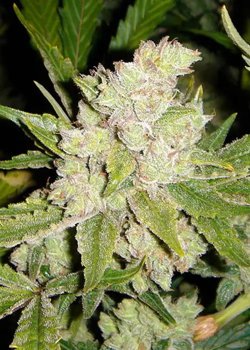 Sogouda by Soma Seeds, Photoperiod cannabis strain