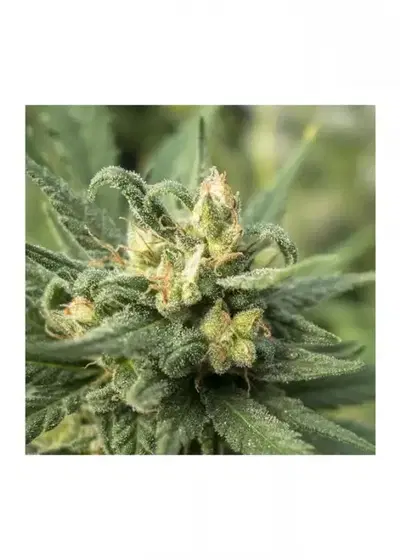 Solace by 710 Genetics, Photoperiod cannabis strain
