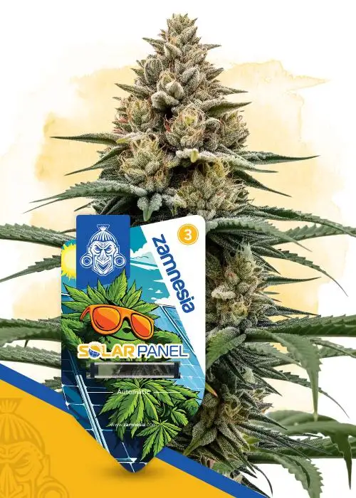 Solar Panel Autoflower by Zamnesia Seeds, Autoflower cannabis strain