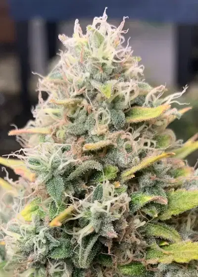 Solar Sugar by Ocean Grown Seeds, Photoperiod cannabis strain