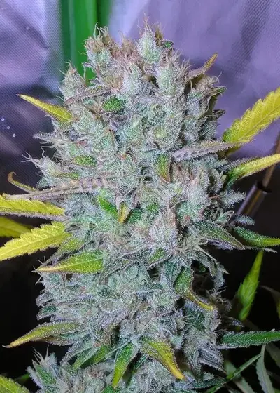 Soliloqueen by Dynasty Seeds, Photoperiod cannabis strain