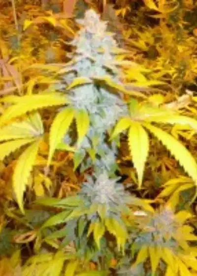 Solo's Stash by Bodhi Seeds, Photoperiod cannabis strain