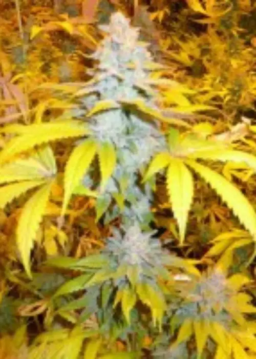 Solo's Stash by Bodhi Seeds, Photoperiod cannabis strain