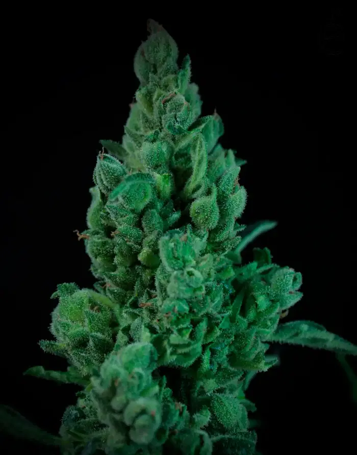 Solodiol Auto by Elite Seeds, Autoflower cannabis strain