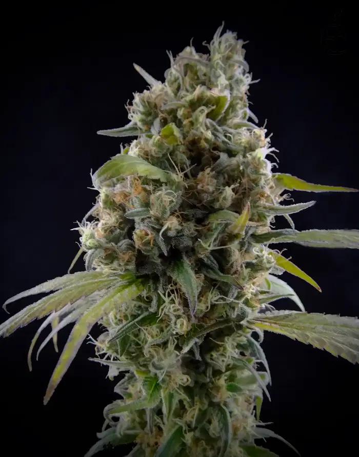 Solodiol Classic by Elite Seeds, Photoperiod cannabis strain
