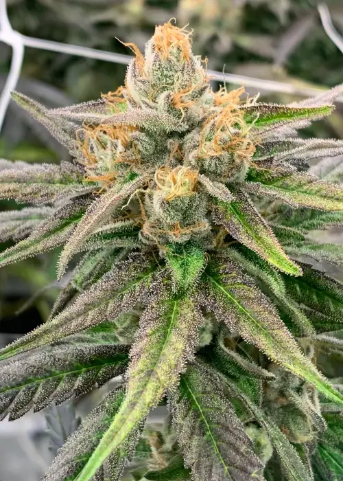 Somali Ghost Train by Rare Dankness, Photoperiod cannabis strain