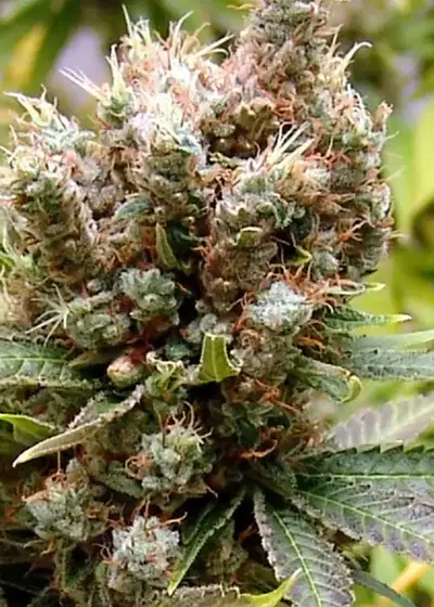 Somalicious by Soma Seeds, Photoperiod cannabis strain