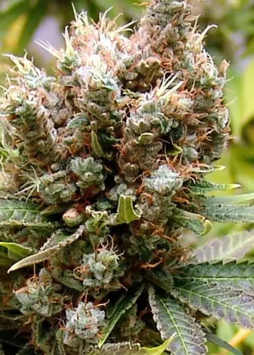 Somalicious by Soma Seeds, Photoperiod cannabis strain