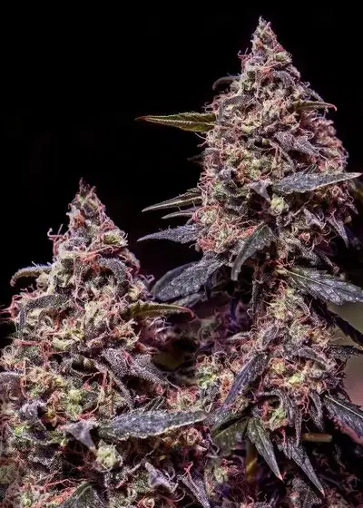 Somango #47 by Positronics Seeds, Photoperiod cannabis strain