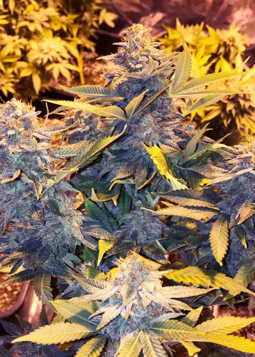 Somango Pineapple by Soma Seeds, Photoperiod cannabis strain
