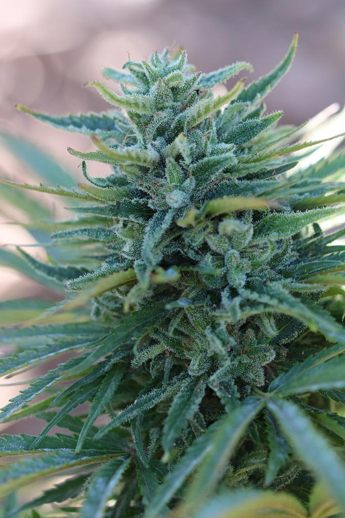 Somango X by Apex Seeds, Photoperiod cannabis strain