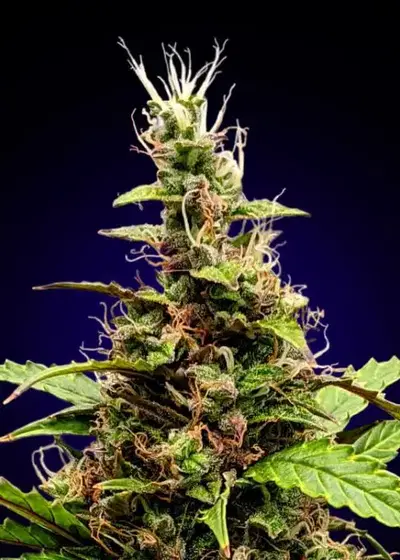 Somango by Super Siberia, Photoperiod cannabis strain