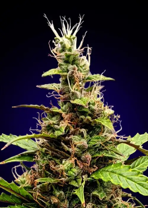 Somango by Super Siberia, Photoperiod cannabis strain