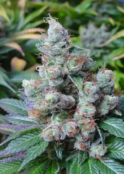 Somari by Soma Seeds, Photoperiod cannabis strain