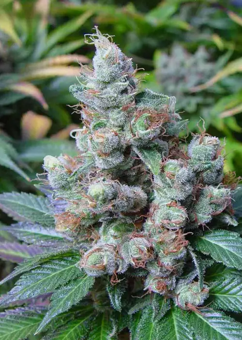 Somari by Soma Seeds, Photoperiod cannabis strain