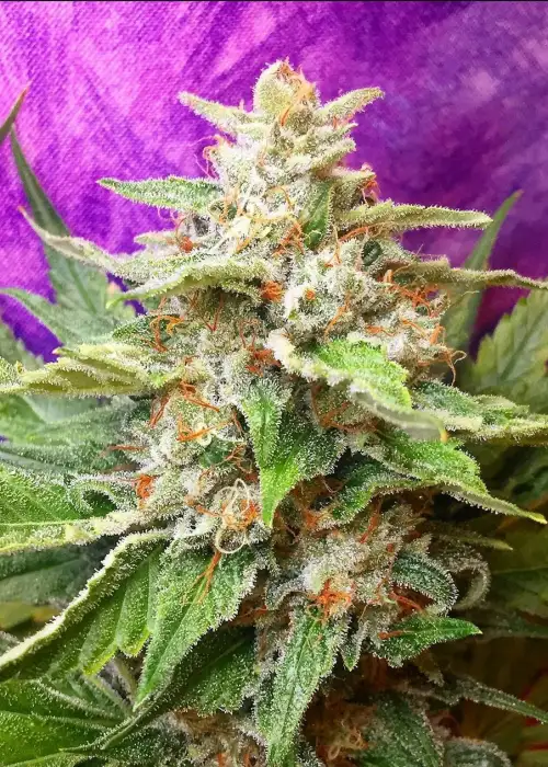 Sonic Boom by Irie Genetics, Photoperiod cannabis strain