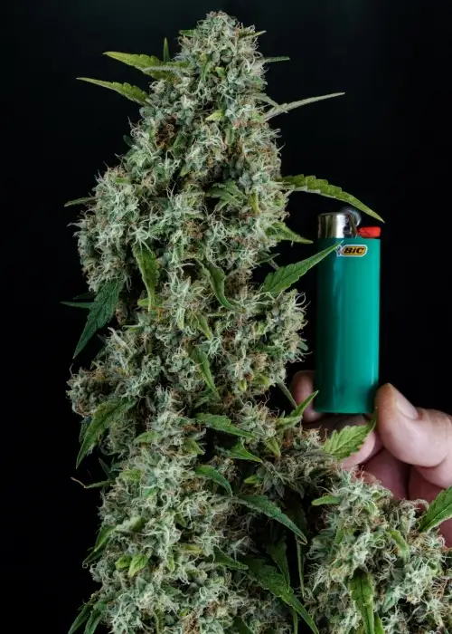Sonic Screwdriver by Homegrown Natural Wonders, Photoperiod cannabis strain