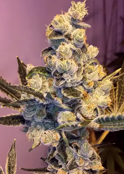 Sophisticated Lady by Gage Green, Photoperiod cannabis strain