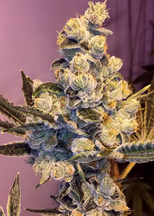 Sophisticated Lady by Gage Green, Photoperiod cannabis strain