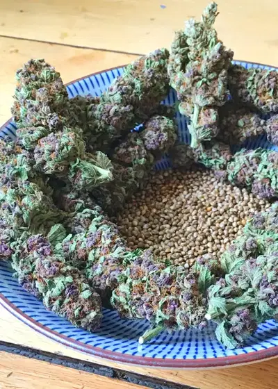 SoPurple by Soma Seeds, Photoperiod cannabis strain