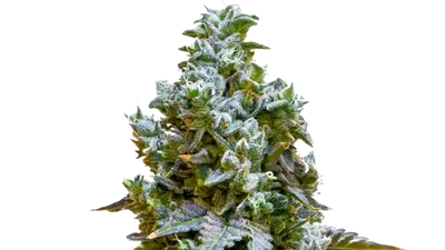 Sorbet #33 by 34 Street Seed Co., Photoperiod cannabis strain