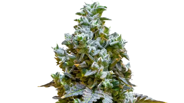 Sorbet #33 by 34 Street Seed Co., Photoperiod cannabis strain