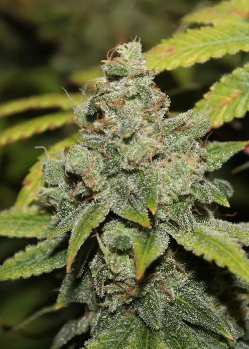 Sorbet by DNA Genetics cannabis strain