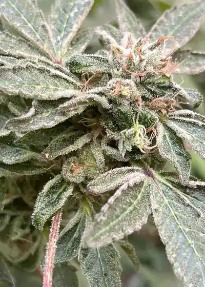 Sorgina by Bask Triangle Farms, Photoperiod cannabis strain
