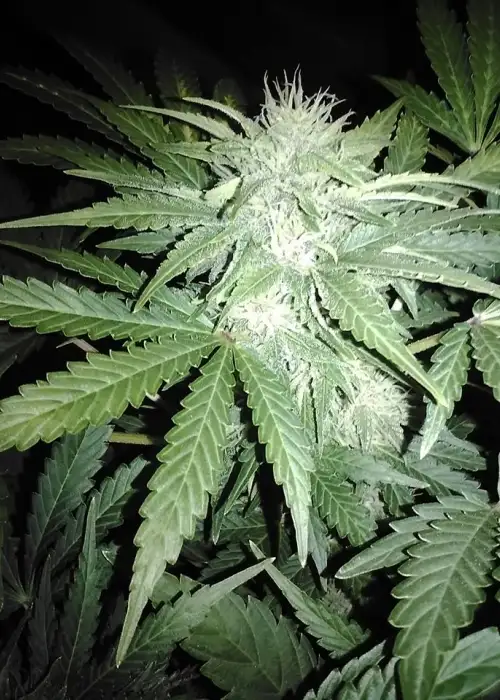 Sour 60 by New420Guy Seeds, Autoflower cannabis strain