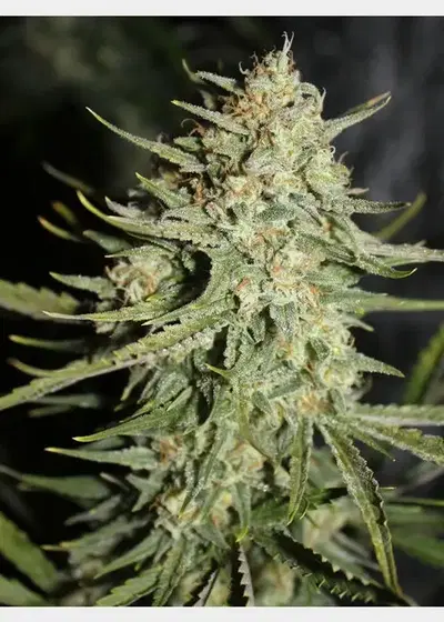 Sour Amnesia by HortiLab Seeds, Photoperiod cannabis strain
