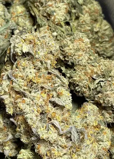 Sour Apple Gelato s1 by CopyCat Genetics, Photoperiod cannabis strain